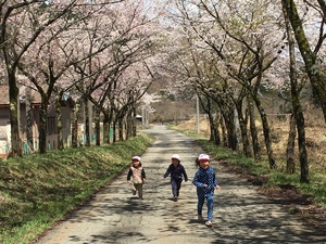 写真：桜並木と子供たち