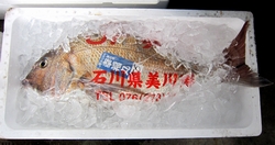 写真：美川天然真鯛