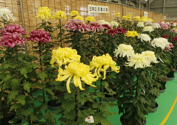 写真：菊の花