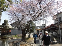 写真：湊町桜ウォークの様子