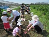 写真：苗植え