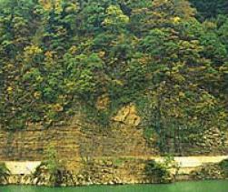 写真:手取川流域の珪化木産地