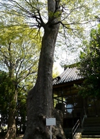 写真：楢本神社のケヤキ