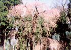 写真：シダレ桜、イチイノ木