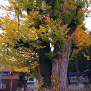 写真：瀬戸の夜泣きイチョウ