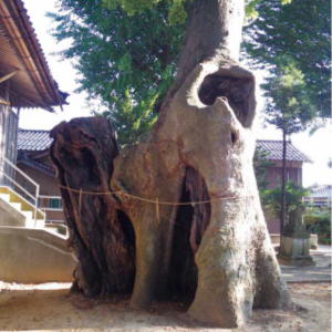写真：楢本神社のケヤキ