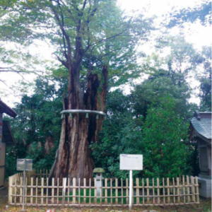 写真：宮保八幡神社のケヤキ