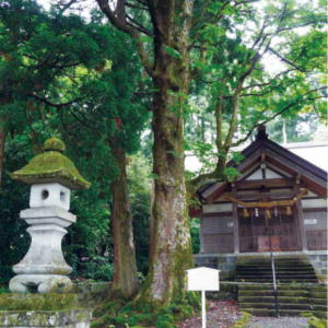 写真：八幡神社のトチ