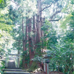 写真：白山比咩神社の老スギ