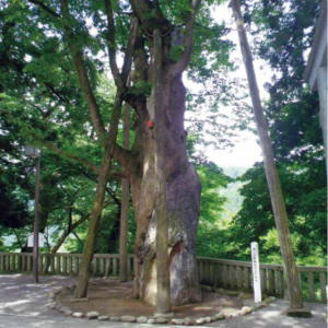 写真：白山比咩神社の大ケヤキ