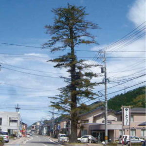 写真：鶴来本町通りのモミ