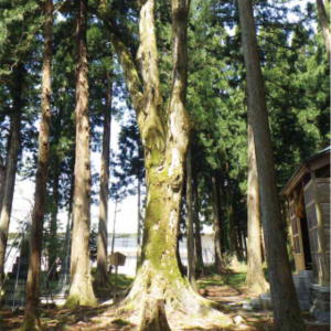 写真：吉野神社のケヤキ