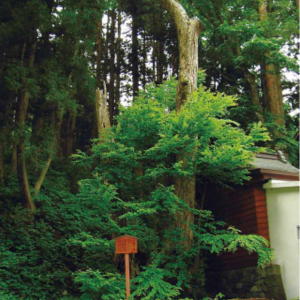 写真：笥笠中宮神社のカツラ