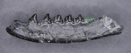 写真:Hakusanodon archaeus(ハクサノドン・アルカエウス)
