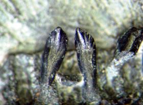 写真：Kuwajimalla kagaensis（クワジマーラ・カガエンシス）下顎