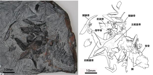 写真：Tetoriichthys kuwajimaensis（テトリイクチス　クワジマエンシス）