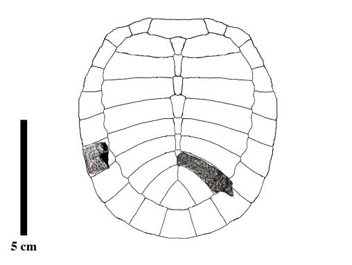 イラスト：カッパケリス・オオクライの甲羅復元図