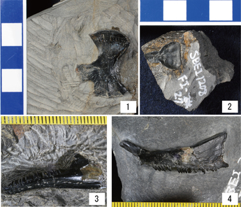 写真：シナミア ククリヒメの化石