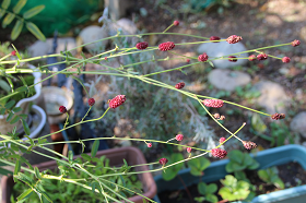 写真：家庭菜園