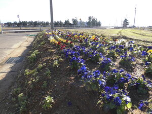 写真:花いっぱい運動6