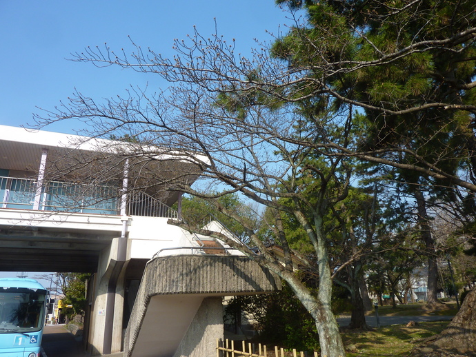 松任城址公園　桜