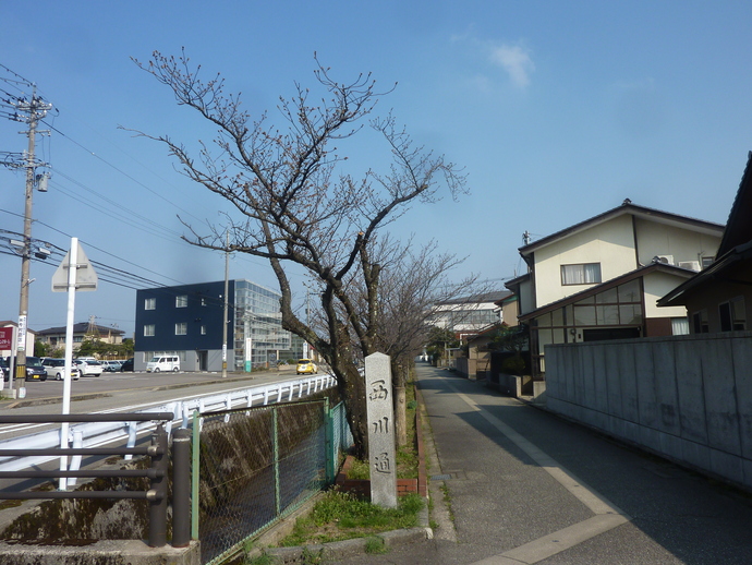 西川通り　桜