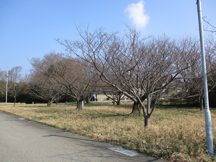 アプリコットパーク