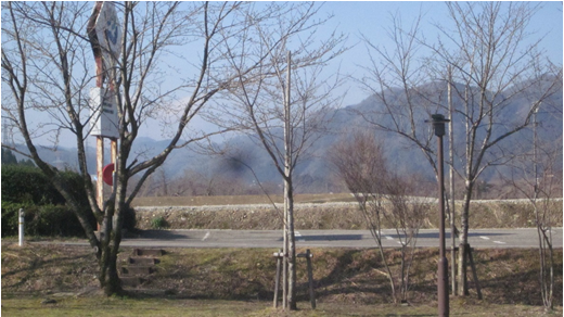 かわち保健センター　桜