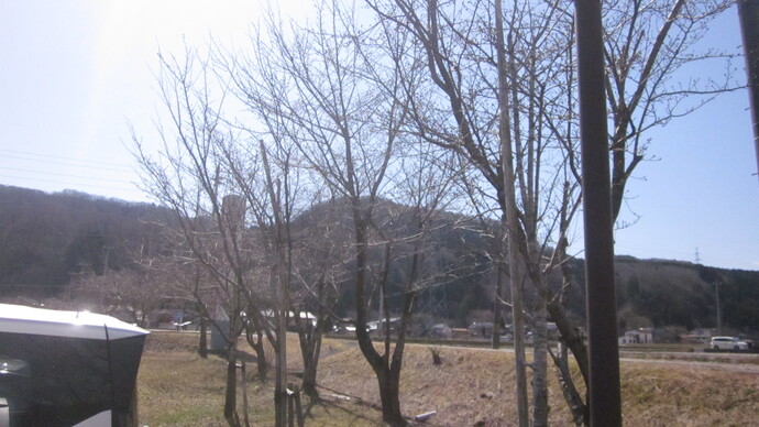 かわち保健センター 桜