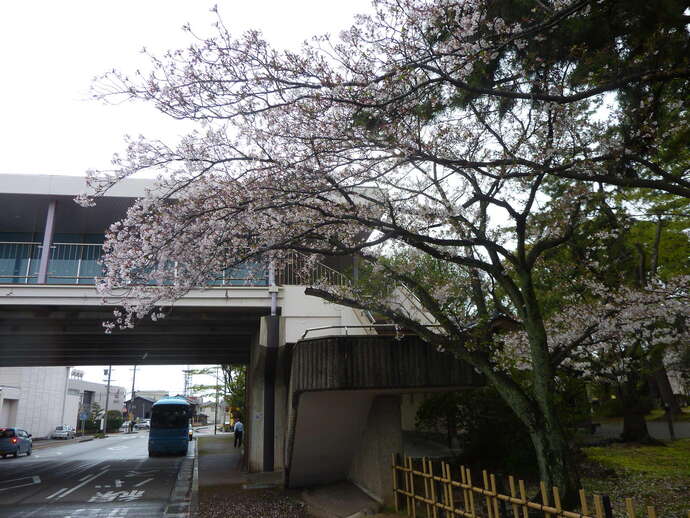 松任城址公園　桜