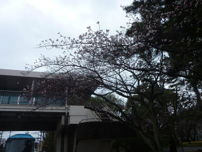 松任城址公園 桜