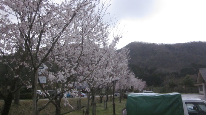 かわち保健センター　桜