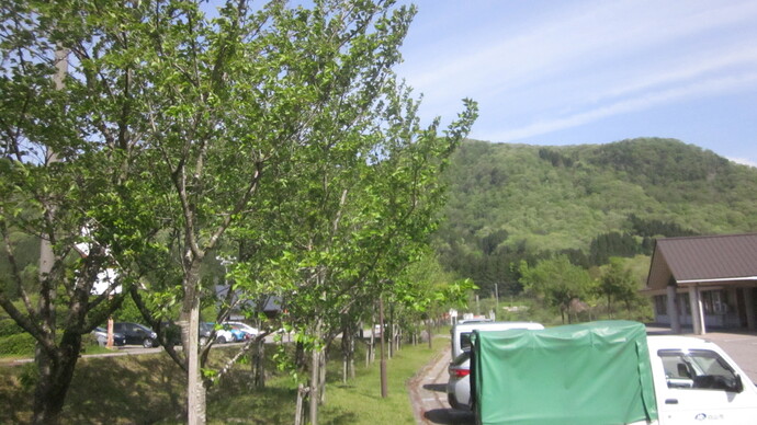 かわち保健センター　桜