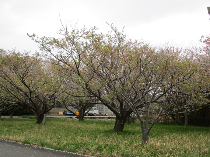 アプリコットパーク