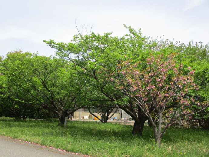 アプリコットパーク