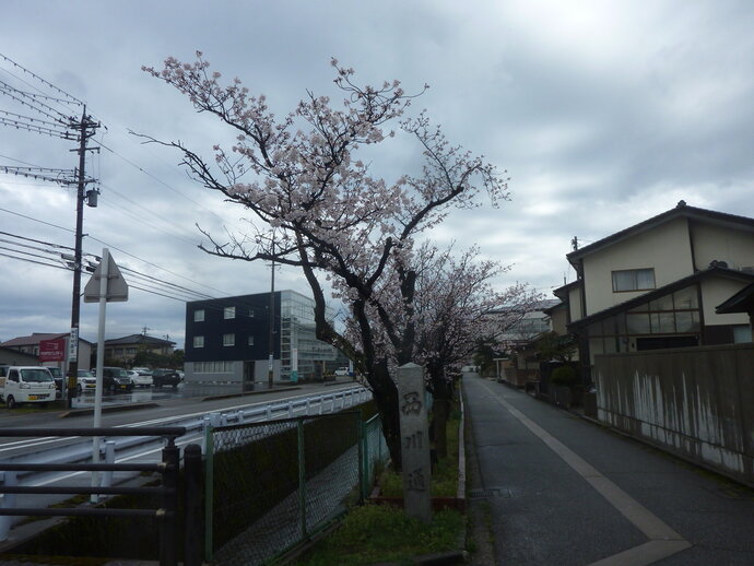 西川通り 桜