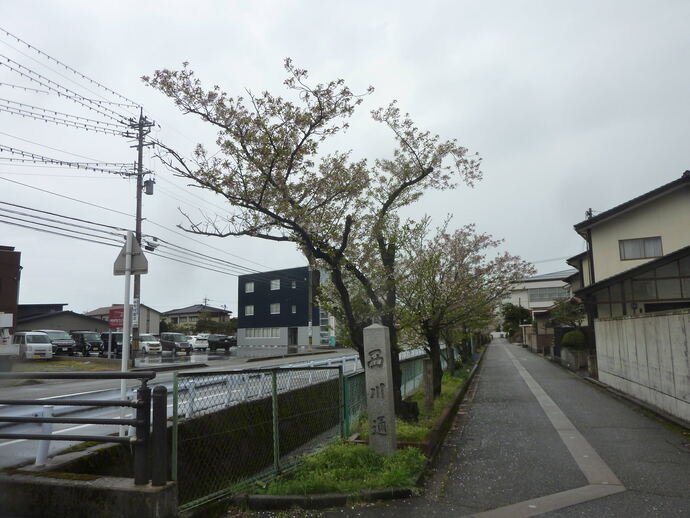 西川通り　桜