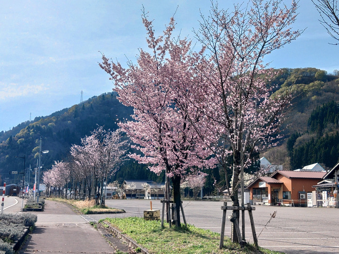 道の駅　瀬名　桜