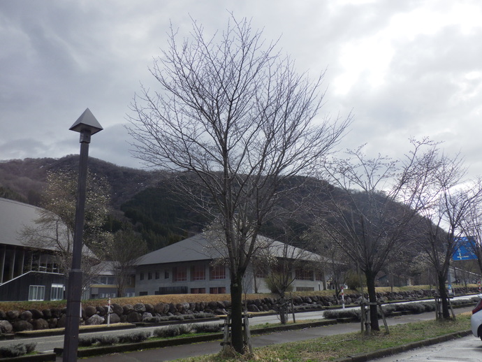 道の駅 瀬名 桜