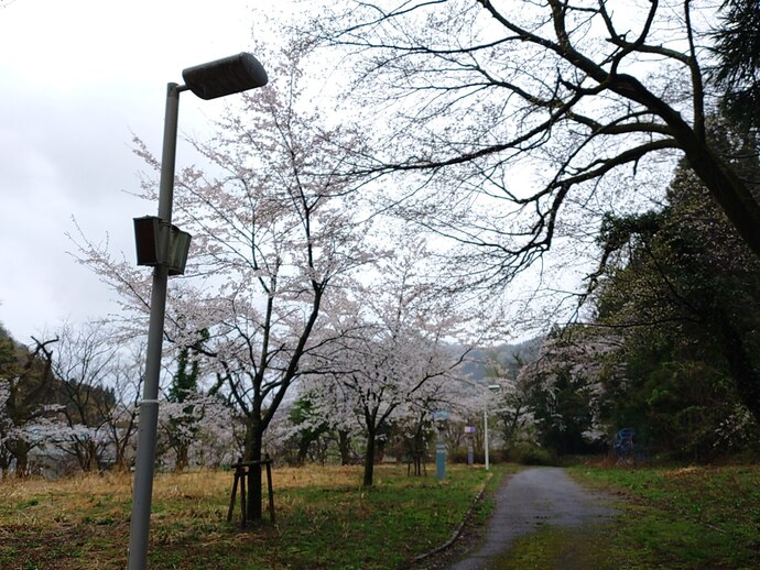 バードハミング鳥越　桜