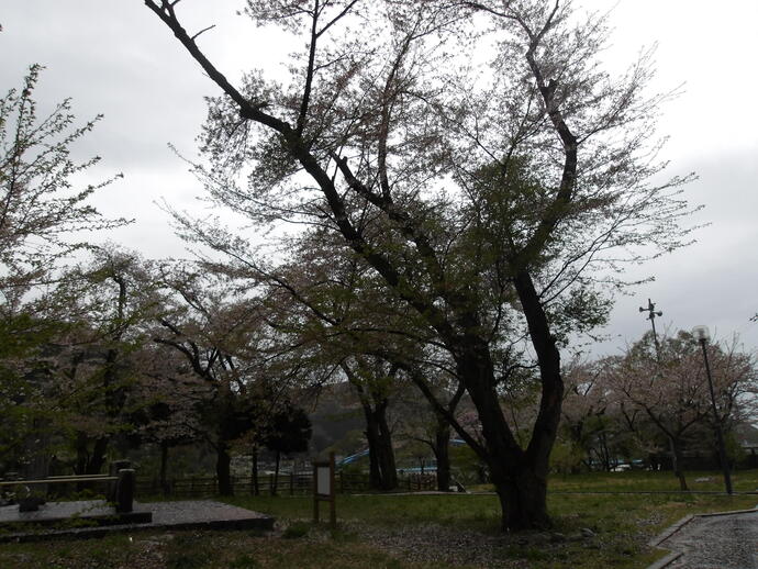 古宮公園　桜