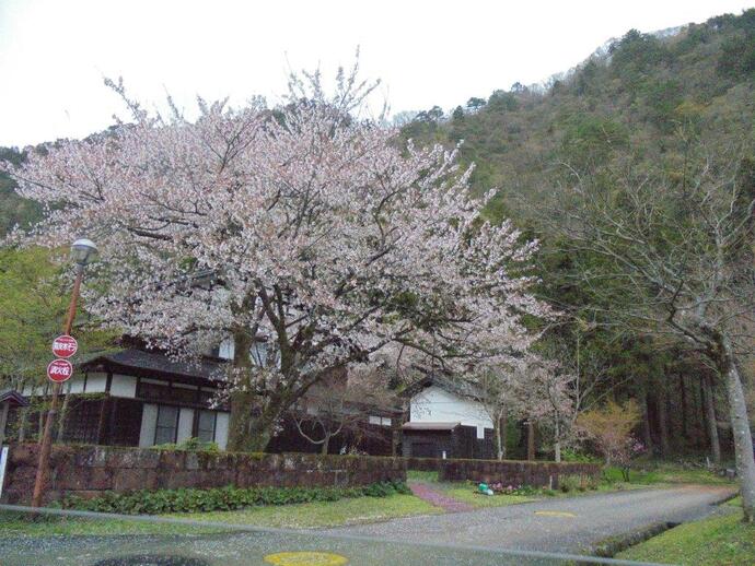 吉野工芸の里　桜