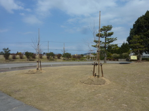 写真：桜の里親記念植樹2