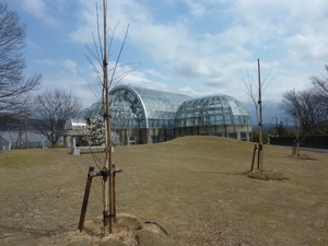 写真：桜の里親記念植樹1