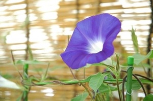 写真：市の花「あさがお」