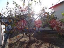写真：朝日を浴びる柿の木