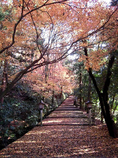写真：秋の表参道