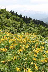 写真：高山植物園