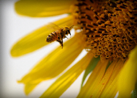 写真：蜂と花の絆