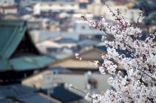 写真：桜